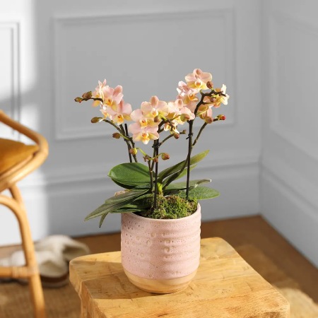 Bloom & Wild The Peach Orchid